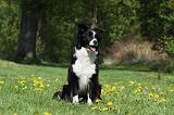 BORDER COLLIE 1031